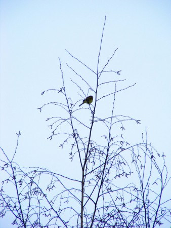 Oiseau sous la neige