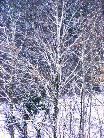 Nature