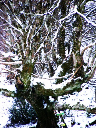 Blanche Nature