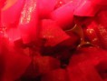 /album/photographie/a24316-387376075928-685715928-3616049-4253055-n-jpg/