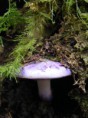 /album/photographie/a41324-448969975928-685715928-4940508-6105778-n-jpg/