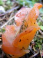 /album/photographie/a58207-448969965928-685715928-4940506-5233359-n-jpg/