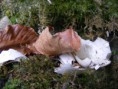 /album/photographie/a59474-448969970928-685715928-4940507-4834260-n-jpg/