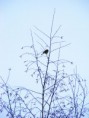 /album/photographie/cuicui-jpg/